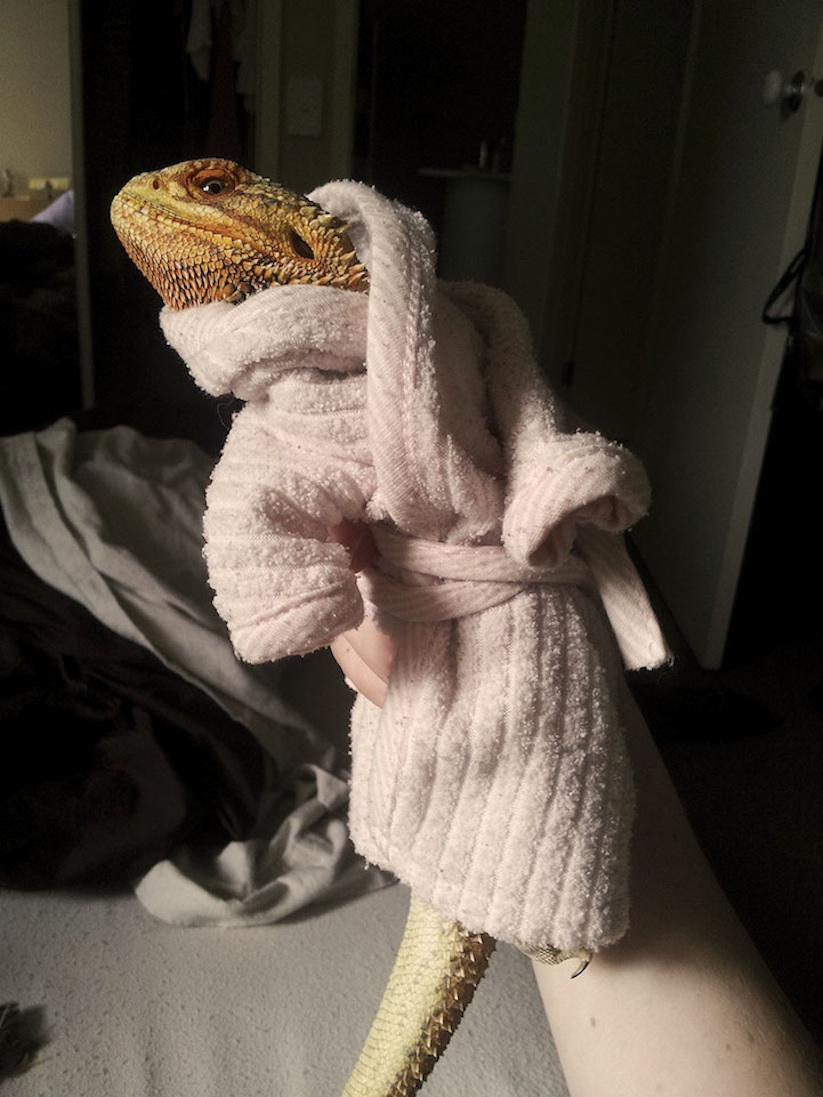 Meet_Pringle_A_Little_Lizard_With_a_Big_Personality_2014_04