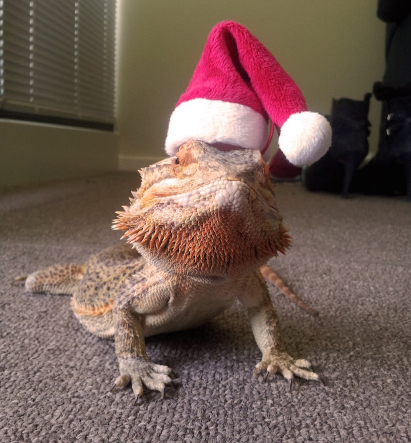 Meet_Pringle_A_Little_Lizard_With_a_Big_Personality_2014_10