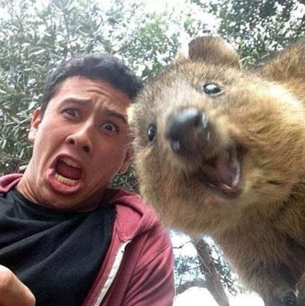 Quokka_Selfies_Meet_the_Worlds_happiest_Animal_on_Instagram_2015_03