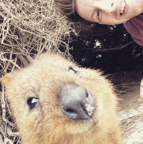 Quokka_Selfies_Meet_the_Worlds_happiest_Animal_on_Instagram_2015_08