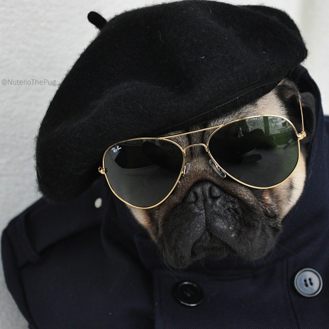 Meet_Nutello_the_Pug_One_of_the_Most_Fashionable_Dogs_on_Instagram_2015_01