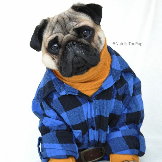 Meet_Nutello_the_Pug_One_of_the_Most_Fashionable_Dogs_on_Instagram_2015_02