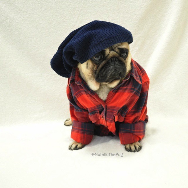 Meet_Nutello_the_Pug_One_of_the_Most_Fashionable_Dogs_on_Instagram_2015_03