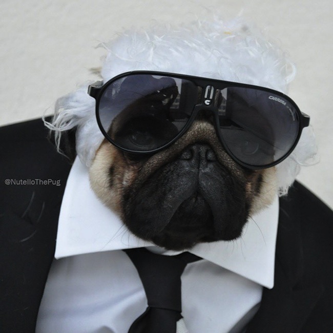 Meet_Nutello_the_Pug_One_of_the_Most_Fashionable_Dogs_on_Instagram_2015_04