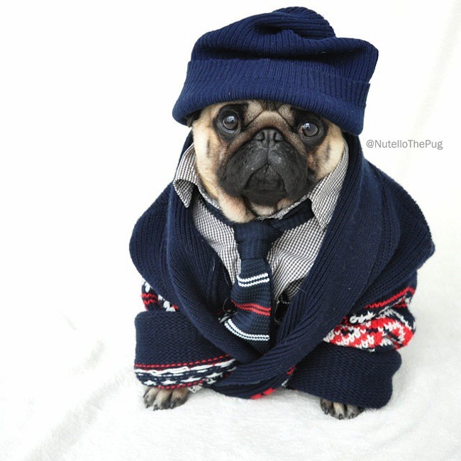 Meet_Nutello_the_Pug_One_of_the_Most_Fashionable_Dogs_on_Instagram_2015_06