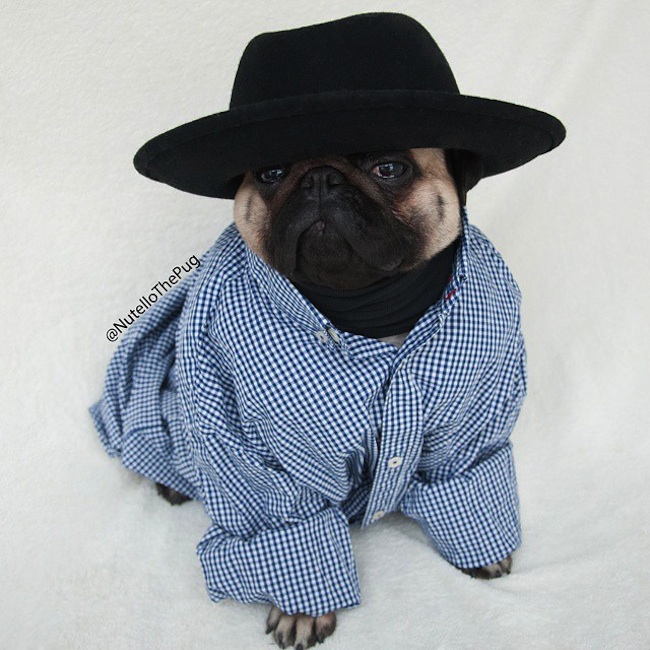 Meet_Nutello_the_Pug_One_of_the_Most_Fashionable_Dogs_on_Instagram_2015_07