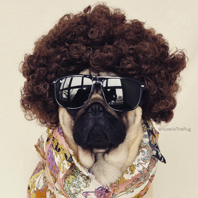 Meet_Nutello_the_Pug_One_of_the_Most_Fashionable_Dogs_on_Instagram_2015_08
