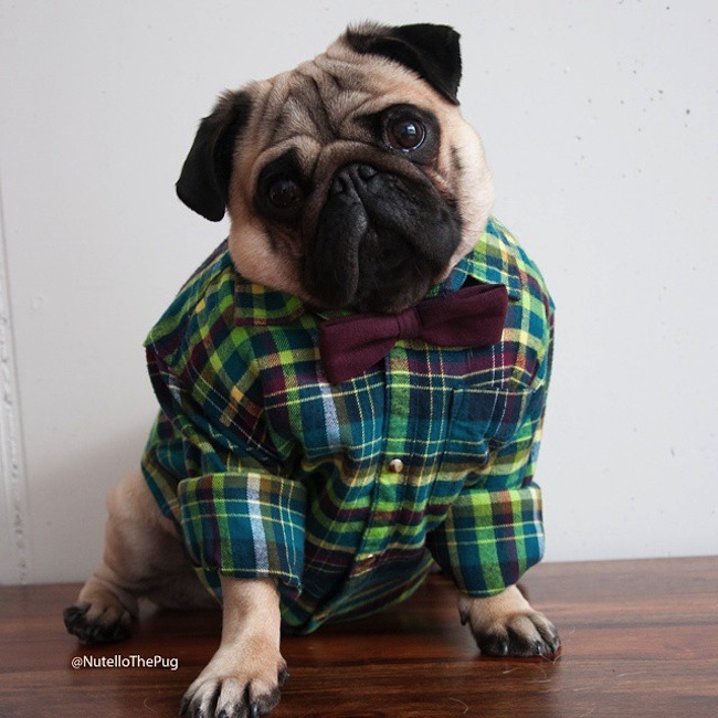 Meet_Nutello_the_Pug_One_of_the_Most_Fashionable_Dogs_on_Instagram_2015_09