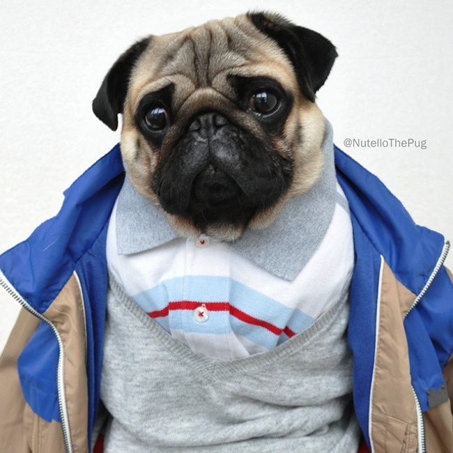 Meet_Nutello_the_Pug_One_of_the_Most_Fashionable_Dogs_on_Instagram_2015_10