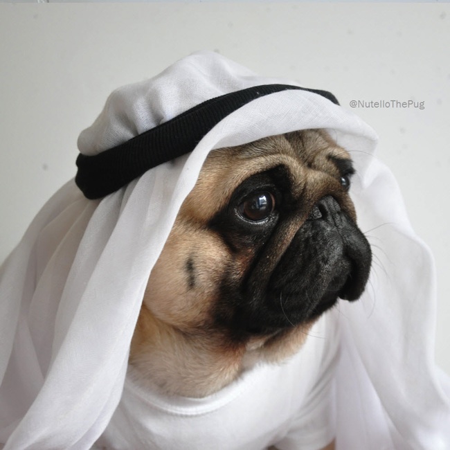 Meet_Nutello_the_Pug_One_of_the_Most_Fashionable_Dogs_on_Instagram_2015_11