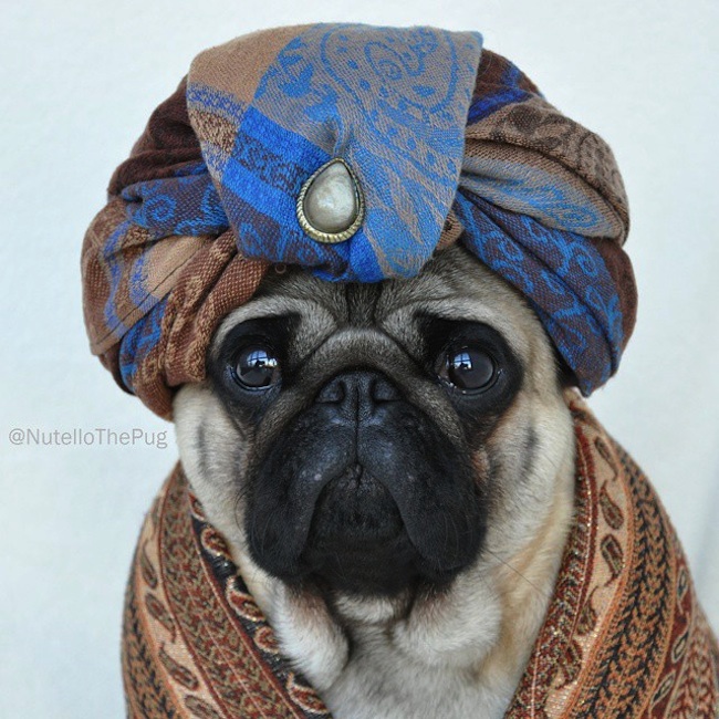 Meet_Nutello_the_Pug_One_of_the_Most_Fashionable_Dogs_on_Instagram_2015_12