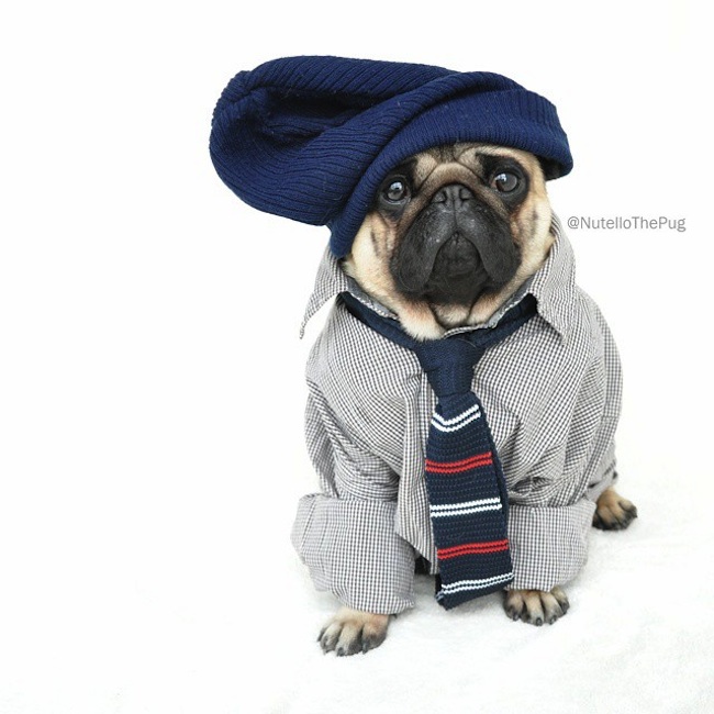 Meet_Nutello_the_Pug_One_of_the_Most_Fashionable_Dogs_on_Instagram_2015_13