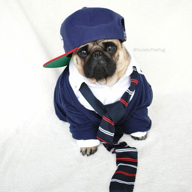 Meet_Nutello_the_Pug_One_of_the_Most_Fashionable_Dogs_on_Instagram_2015_15
