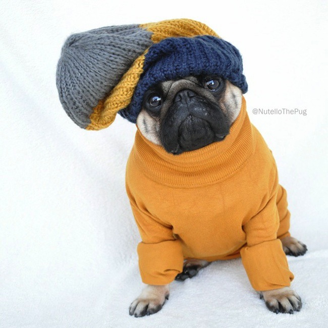 Meet_Nutello_the_Pug_One_of_the_Most_Fashionable_Dogs_on_Instagram_2015_16