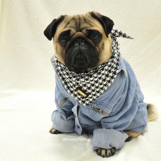 Meet_Nutello_the_Pug_One_of_the_Most_Fashionable_Dogs_on_Instagram_2015_17