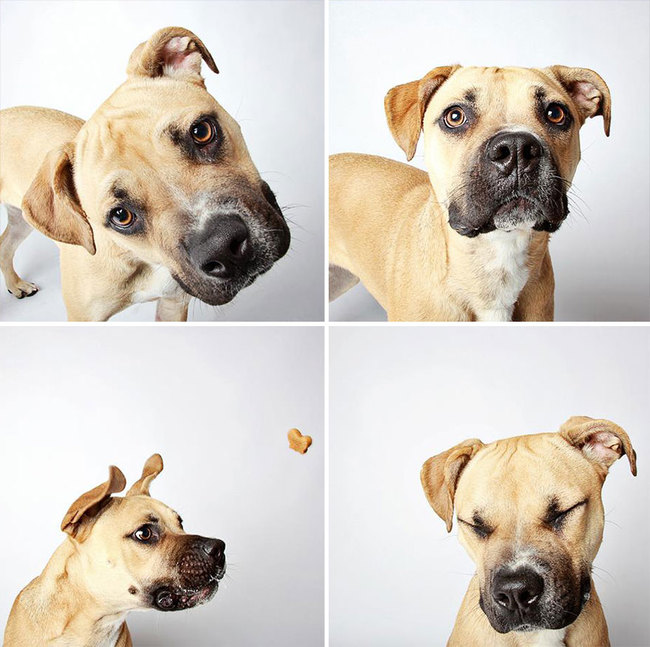 humane_utah_dog_quadruples_00