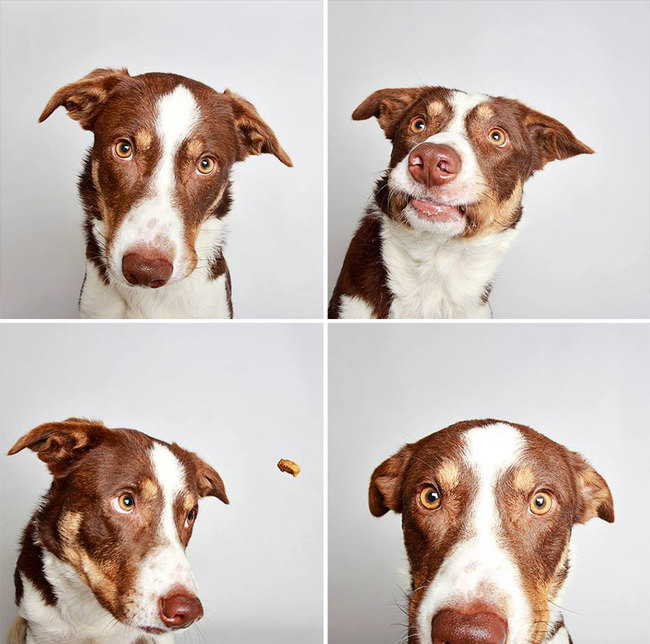 humane_utah_dog_quadruples_02