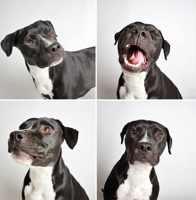 humane_utah_dog_quadruples_05