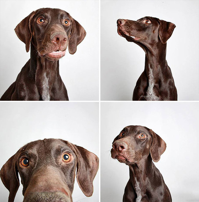 humane_utah_dog_quadruples_11