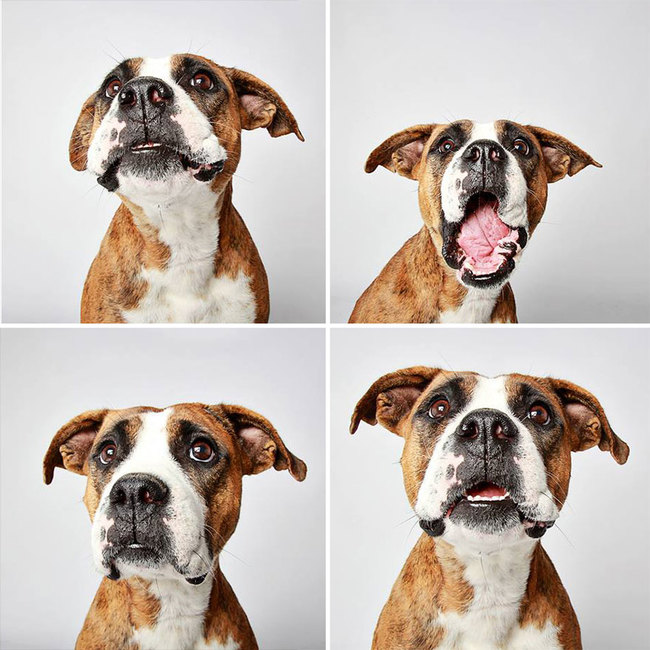 humane_utah_dog_quadruples_14