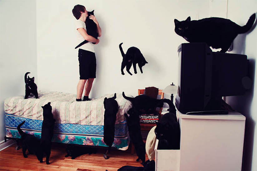 Crazy Cat Lovers_Andreanne Lupien_2