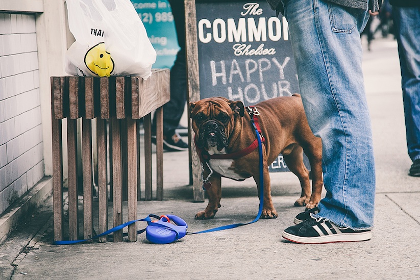 Leashes_Longing_Tied_Up_Dog_in_the_Streets_of_New_York_City_by_Erik_Carter_2015_01