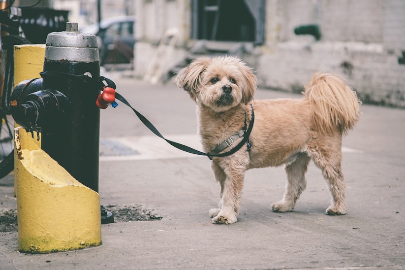 Leashes_Longing_Tied_Up_Dog_in_the_Streets_of_New_York_City_by_Erik_Carter_2015_09