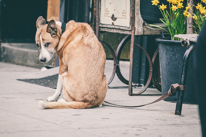 Leashes_Longing_Tied_Up_Dog_in_the_Streets_of_New_York_City_by_Erik_Carter_2015_13
