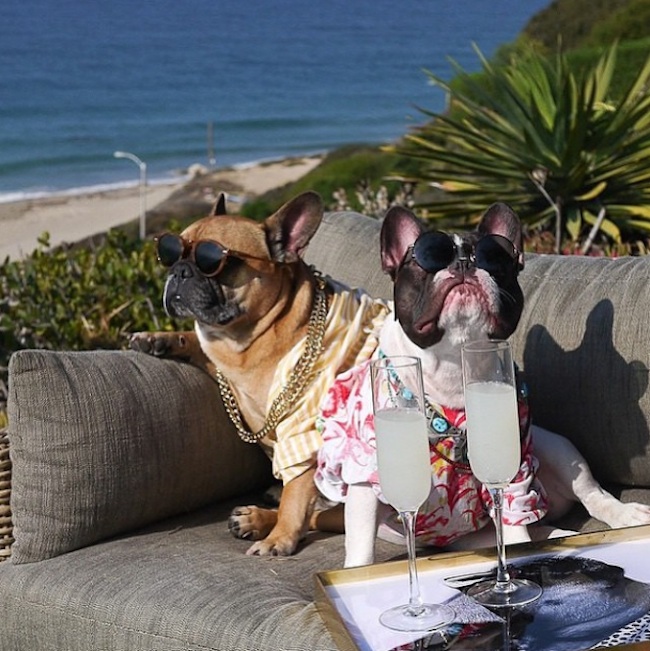 Meet_the_Hilarious_Drunk_Dogs_Of_Instagram_2015_01