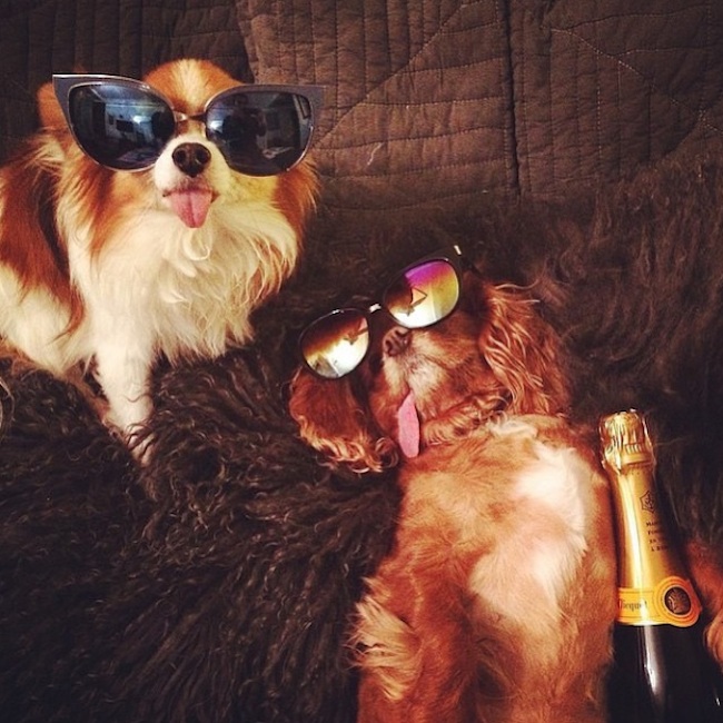 Meet_the_Hilarious_Drunk_Dogs_Of_Instagram_2015_02