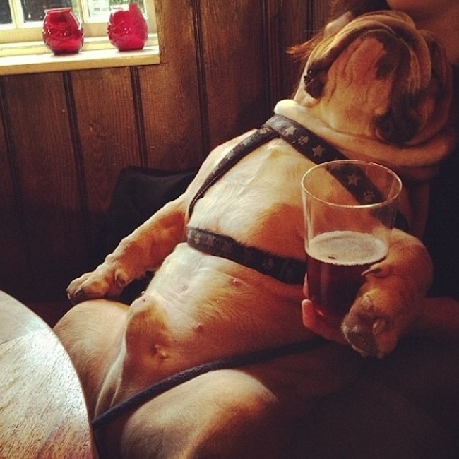 Meet_the_Hilarious_Drunk_Dogs_Of_Instagram_2015_05