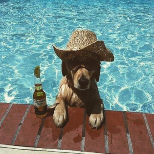 Meet_the_Hilarious_Drunk_Dogs_Of_Instagram_2015_06