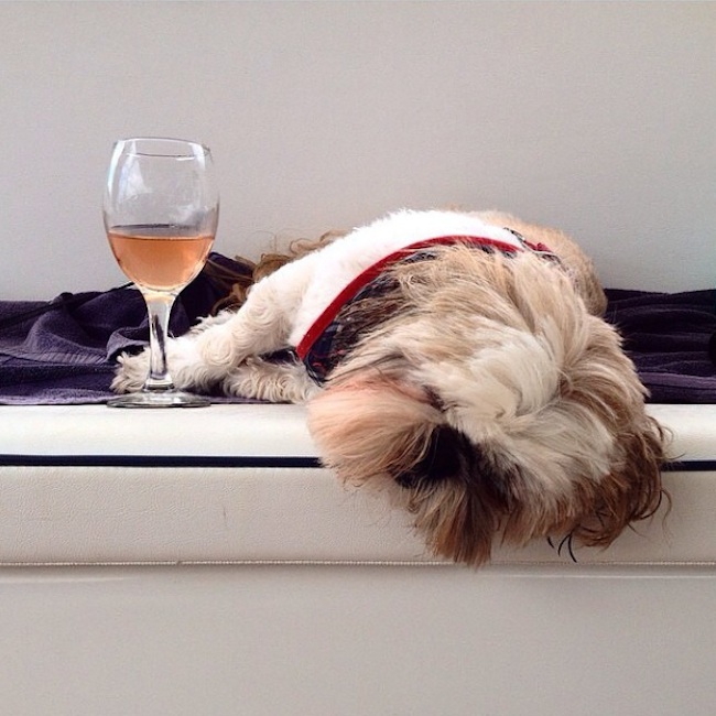 Meet_the_Hilarious_Drunk_Dogs_Of_Instagram_2015_07