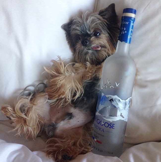 Meet_the_Hilarious_Drunk_Dogs_Of_Instagram_2015_08