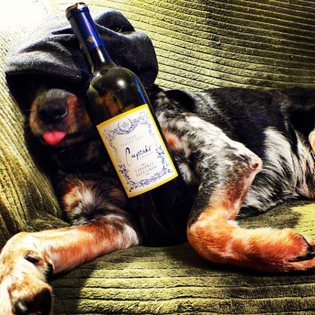 Meet_the_Hilarious_Drunk_Dogs_Of_Instagram_2015_09