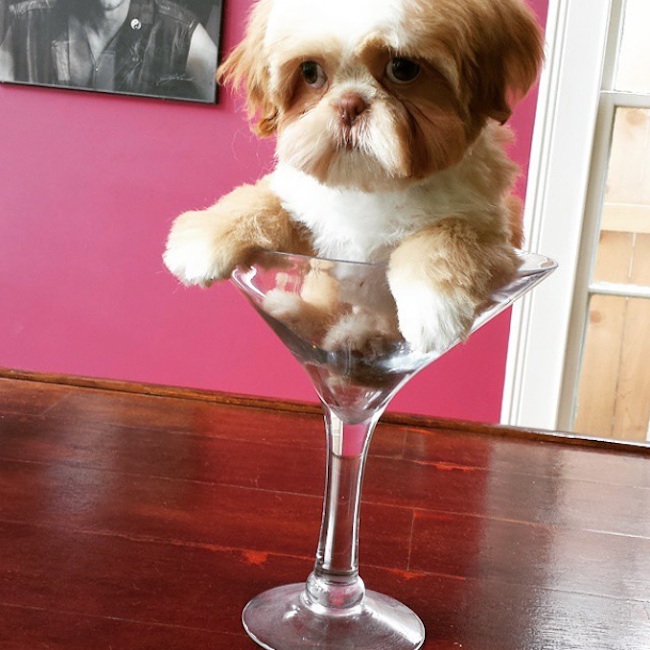 Meet_the_Hilarious_Drunk_Dogs_Of_Instagram_2015_10