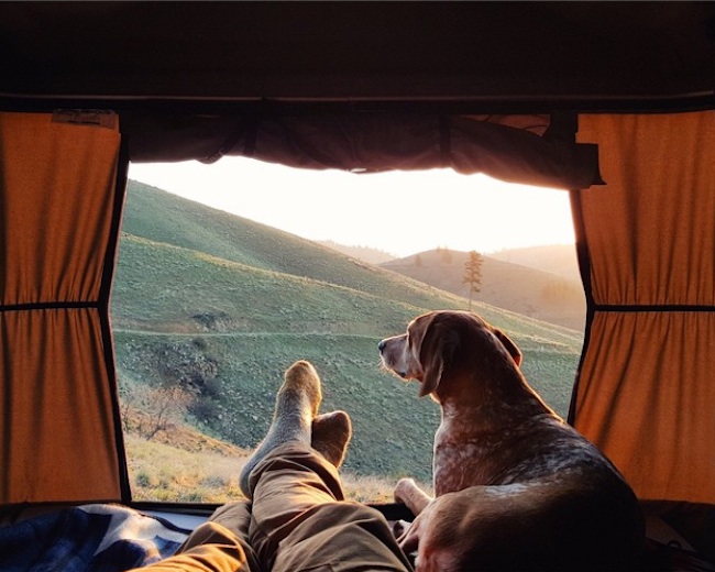 The_Adorable_Adventures_of_Coonhound_Maddie_2015_02