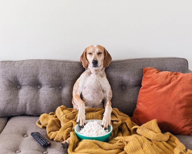 The_Adorable_Adventures_of_Coonhound_Maddie_2015_08