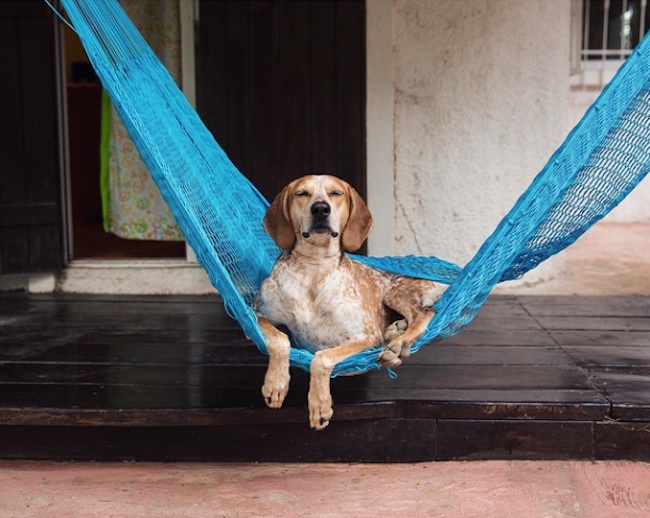 The_Adorable_Adventures_of_Coonhound_Maddie_2015_11