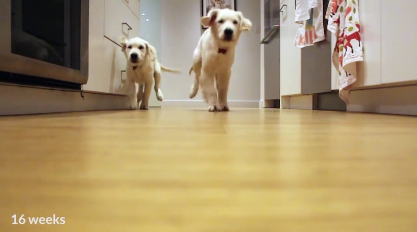 pups_running_dinner_02