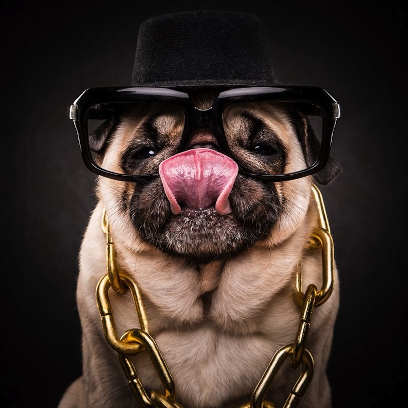 The_Pug_Life_Adorable_Portraits_Of_Lovable_Pugs_Dressed_As_Hip_Hop_Artists_2015_01