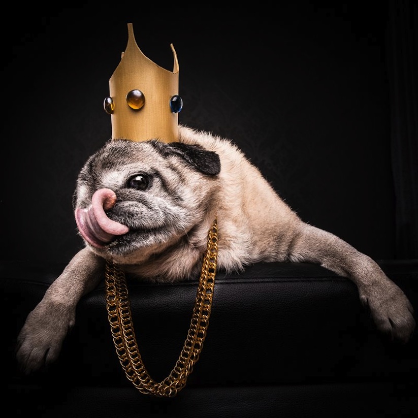 The_Pug_Life_Adorable_Portraits_Of_Lovable_Pugs_Dressed_As_Hip_Hop_Artists_2015_02