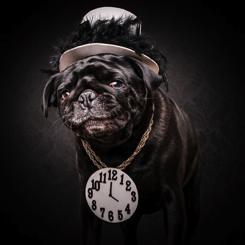 The_Pug_Life_Adorable_Portraits_Of_Lovable_Pugs_Dressed_As_Hip_Hop_Artists_2015_03