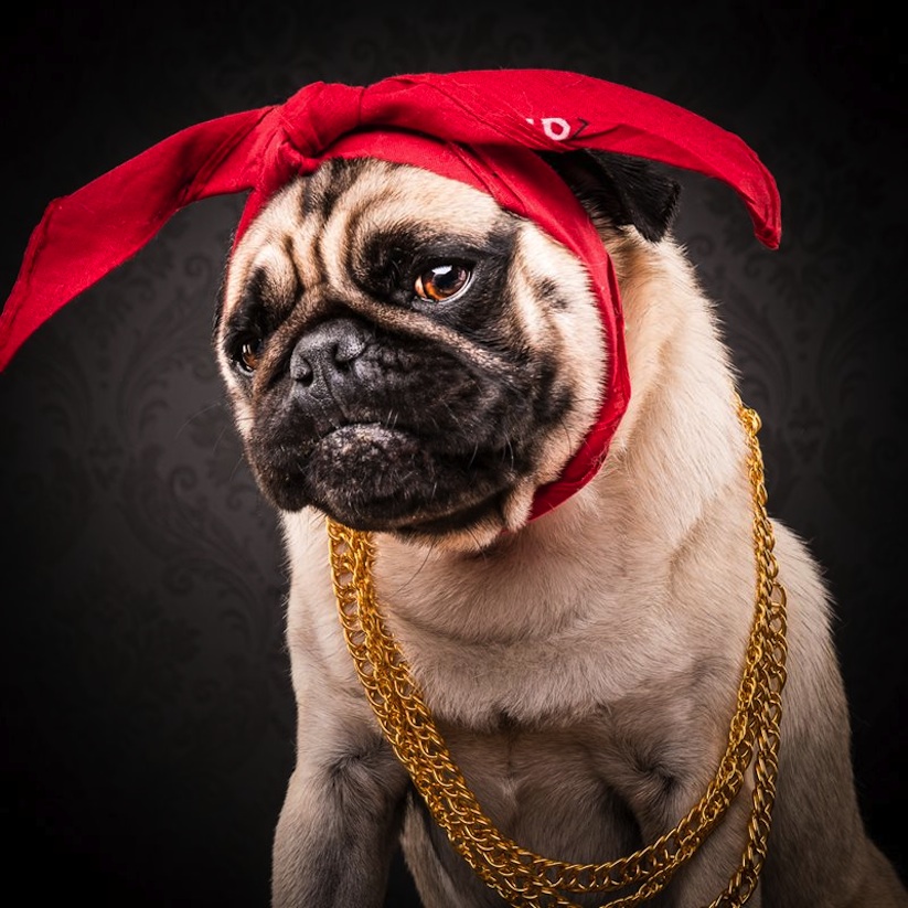 The_Pug_Life_Adorable_Portraits_Of_Lovable_Pugs_Dressed_As_Hip_Hop_Artists_2015_04