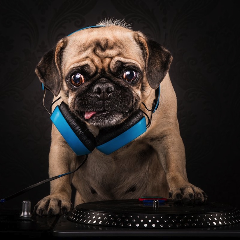 The_Pug_Life_Adorable_Portraits_Of_Lovable_Pugs_Dressed_As_Hip_Hop_Artists_2015_05