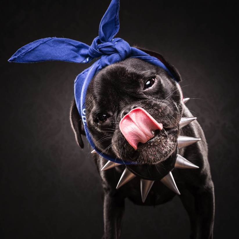 The_Pug_Life_Adorable_Portraits_Of_Lovable_Pugs_Dressed_As_Hip_Hop_Artists_2015_12