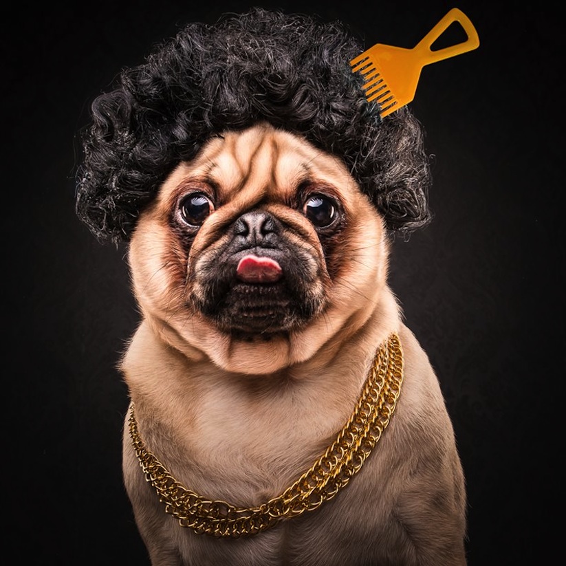 The_Pug_Life_Adorable_Portraits_Of_Lovable_Pugs_Dressed_As_Hip_Hop_Artists_2015_13