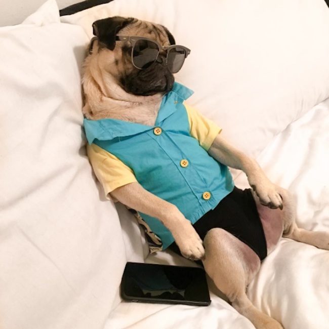 Doug_the_Pug_One_of_the_most_Cutest_Dogs_of_Instagram_2015_01