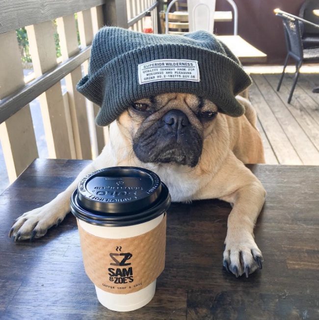Doug_the_Pug_One_of_the_most_Cutest_Dogs_of_Instagram_2015_02