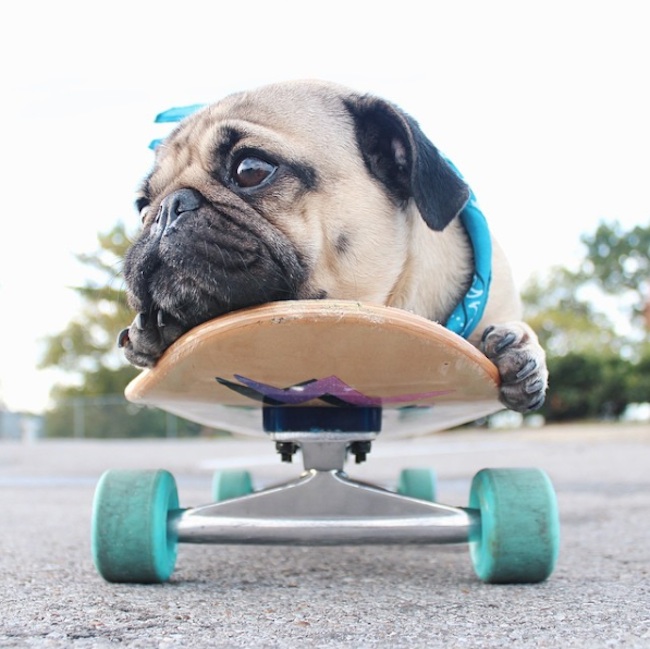 Doug_the_Pug_One_of_the_most_Cutest_Dogs_of_Instagram_2015_03